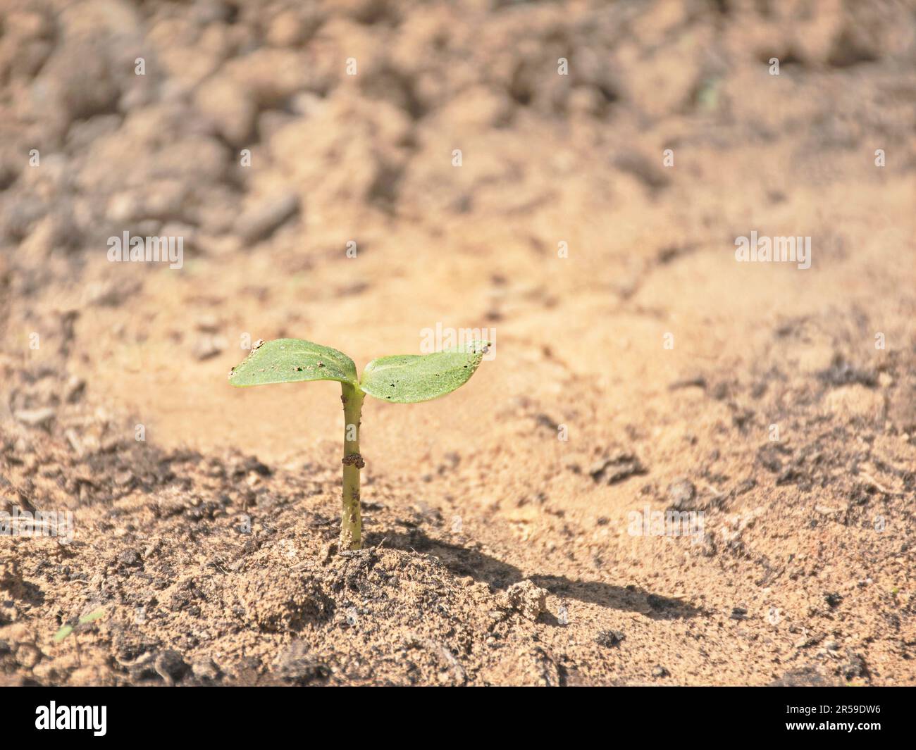 Ein grüner Sonnenblumenkeimling mit den ersten zwei Blättern, die gerade aus verschwommenem beigefarbenem und braunem sandigem Boden auftauchen Stockfoto
