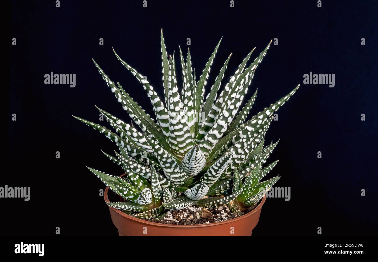 Eine kleine Haworthia-attenuata-Pflanze in einem rostroten Topf mit 4 cm Durchmesser auf schwarzem Hintergrund Stockfoto