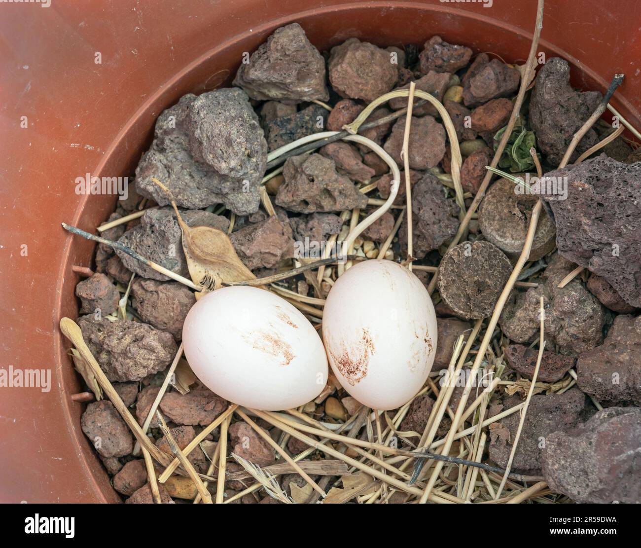 Zwei frisch gelegte Taubeneier in einem leeren Pflanzentopf auf einem Stangennest zwischen Lavakies und Weinkorkscheiben Stockfoto