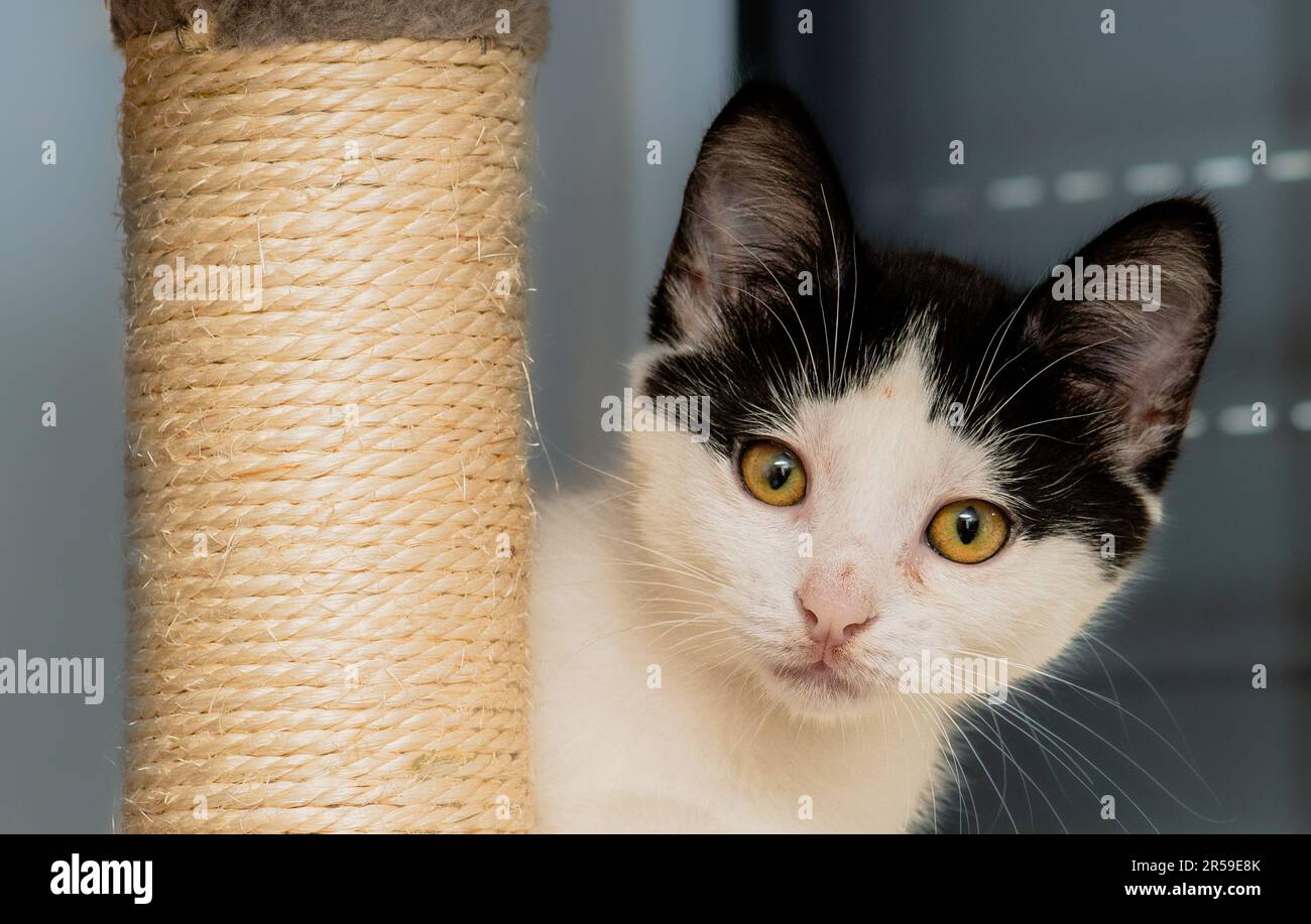 Kätzchen-Spielzeit Stockfoto