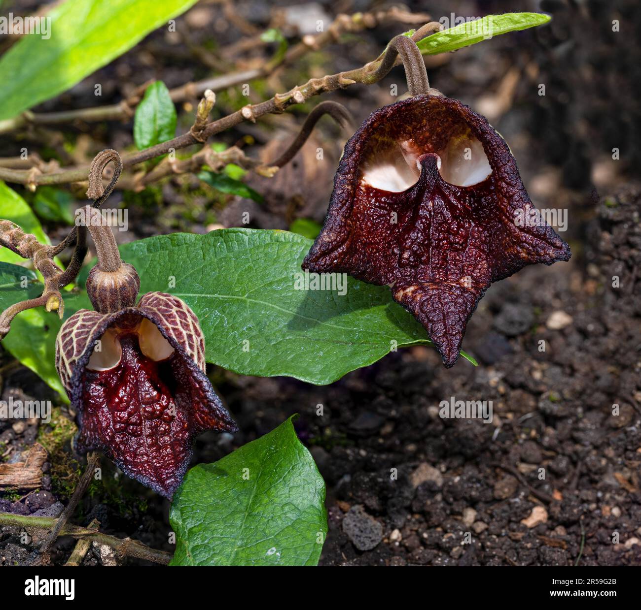 Aristolochia salvador platensis Fotos und Bildmaterial in hoher