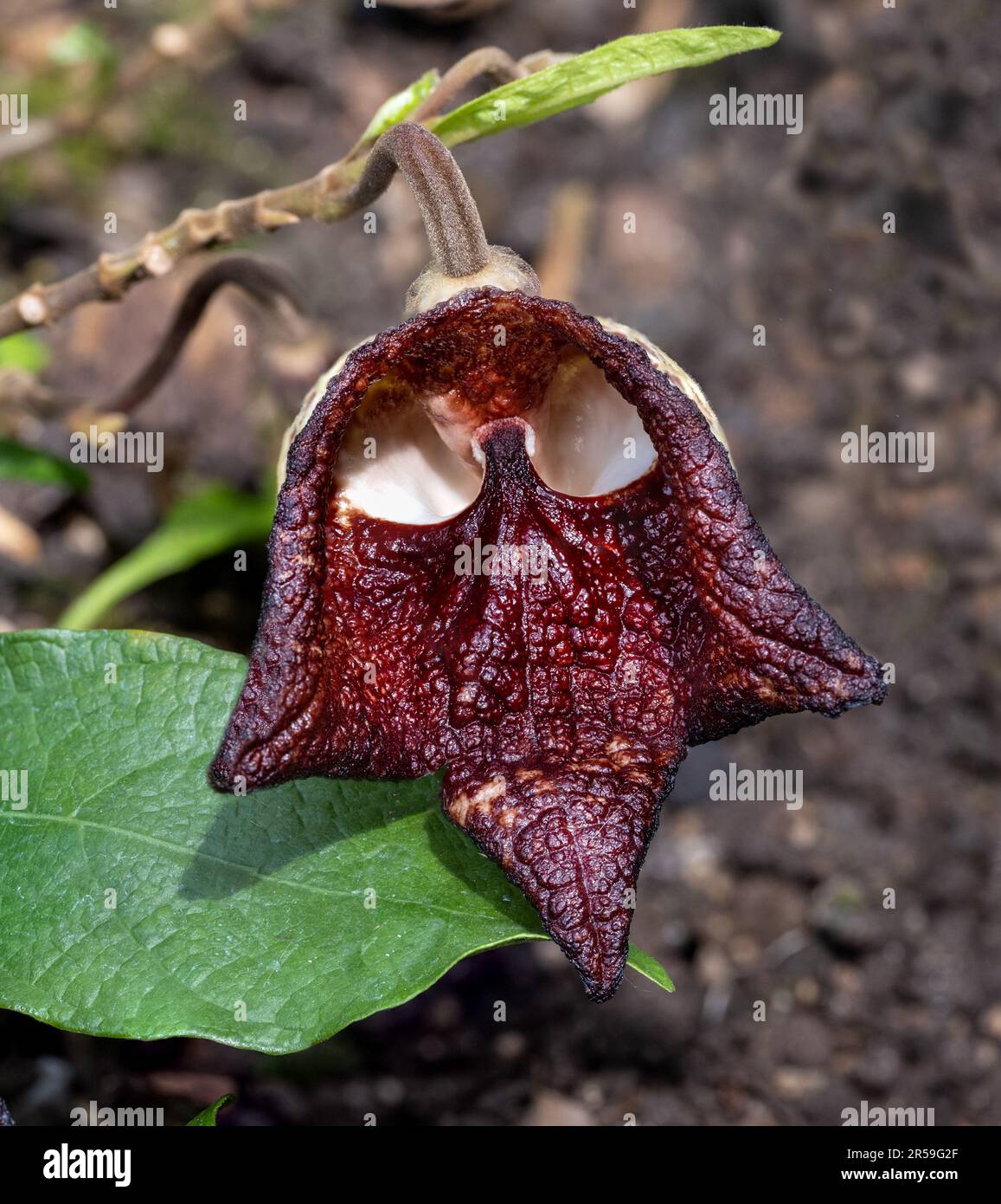 Aristolochia Arborea (Aristolochia salvadorensis) und Darth Vader. Botanischer Garten Heidelberg, Baden Württemberg, Deutschland. Stockfoto