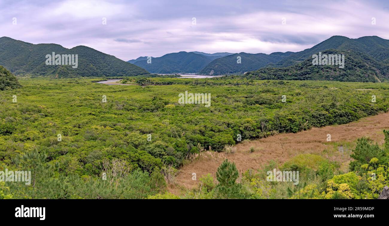 Der Urwald der Amami Mangrove (Amami-Inseln, Südjapan) liegt dort, wo die Flüsse Sumiyo und Yakugachi auf den Ozean treffen. Stockfoto
