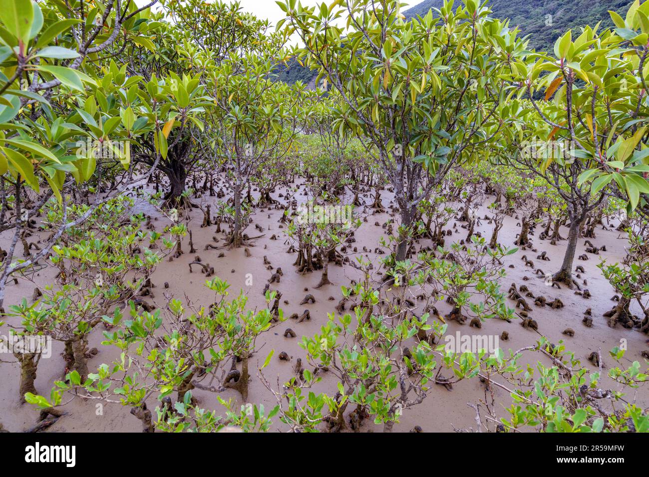 Dichte Mangrovenvegetation mit zwei Mangrovenarten (Kandelia obovata und Bruguiera gymnorhiza) im Mangrove Urval Forest, Amami Oshima Island, s. Stockfoto
