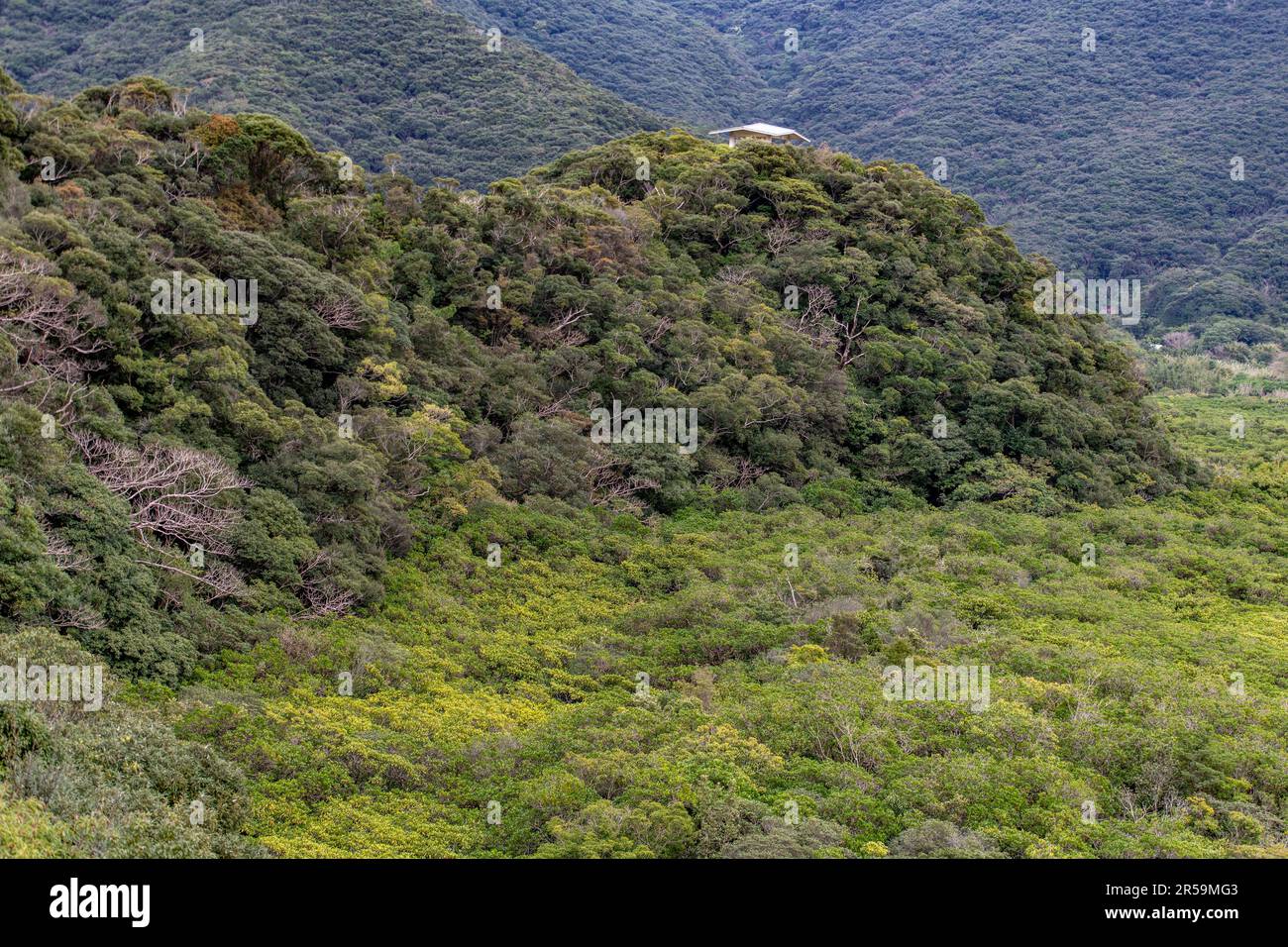 Primärwald und Mangrovenwälder am UNESCO-Weltkulturerbe „Mangrove Urwald“, Amami Oshima, Südjapan. Stockfoto
