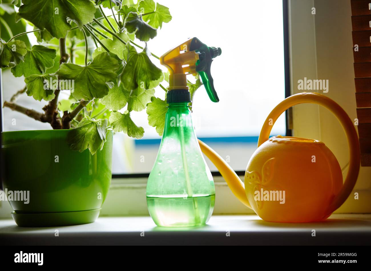 Zimmerpflanzen, Plastik-Wassersprühgerät und eine Gießkanne auf der Fensterbank. Blumenpflege im Innenbereich und Heimgärten Stockfoto