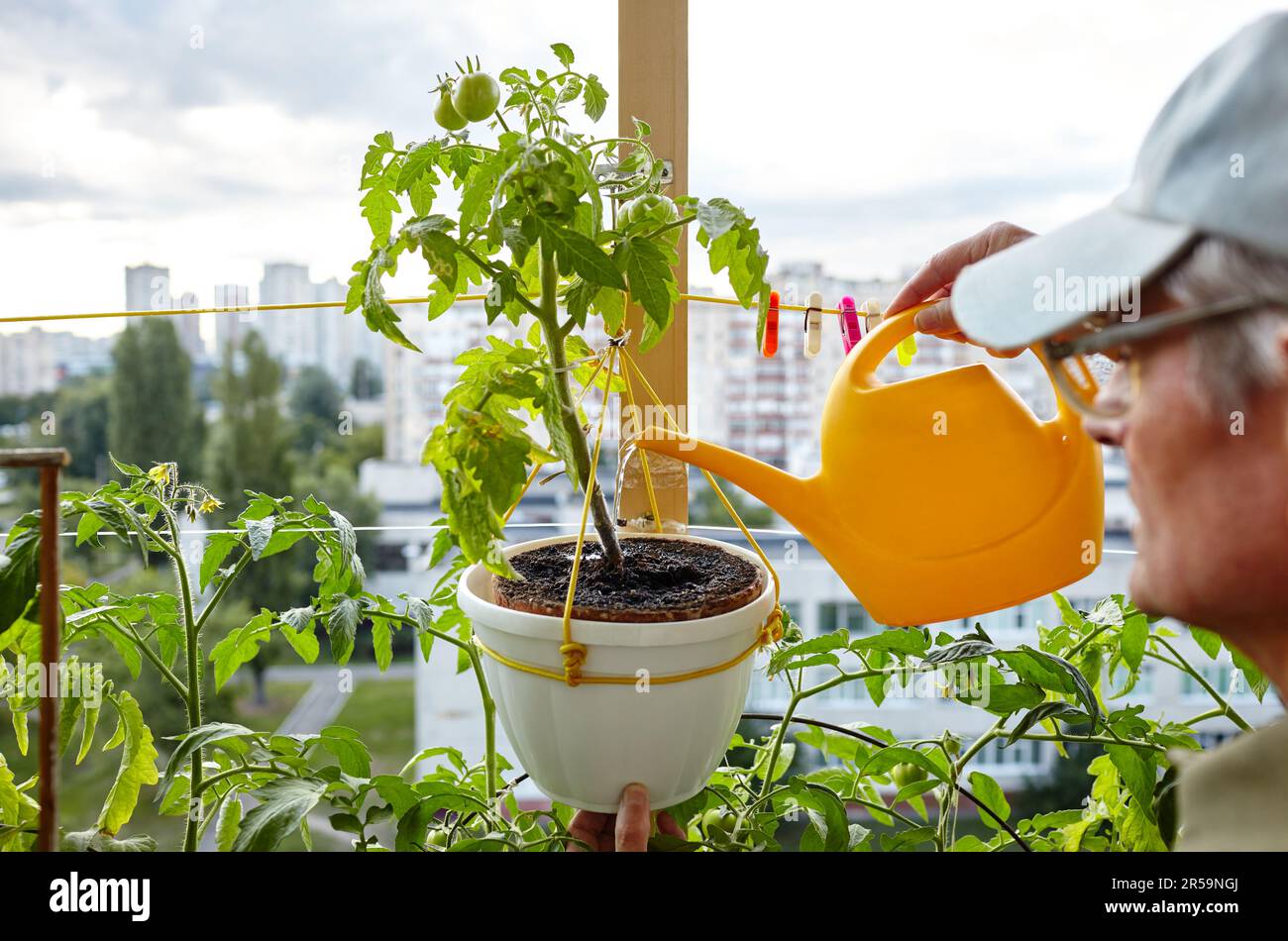 Alter Mann, der im Gewächshaus gärtnerte. Die Hände der Männer halten die Gießkannen und die Tomatenpflanze Stockfoto