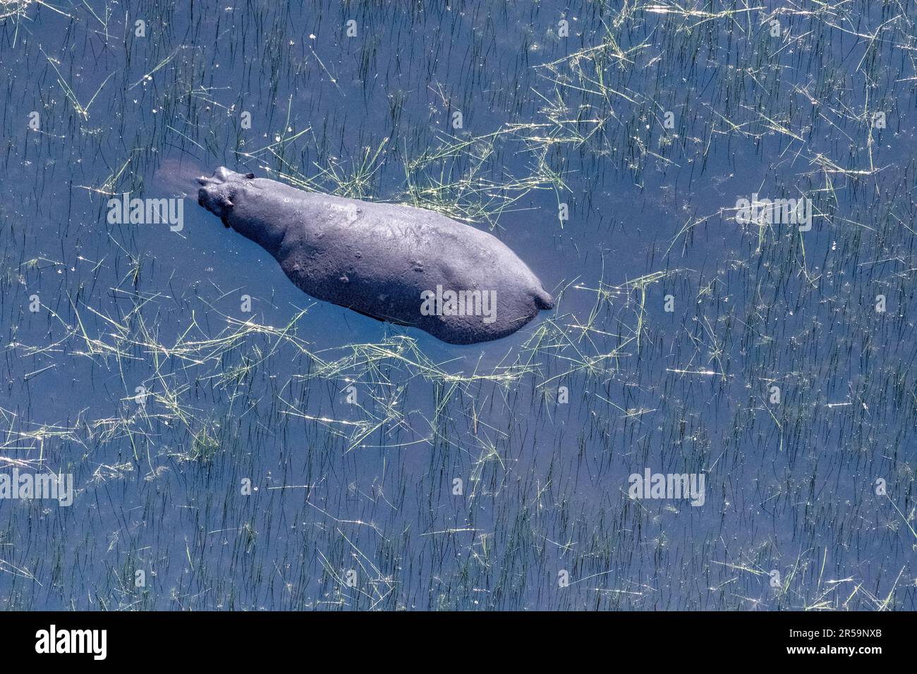 Teleaufnahmen eines Nilpferdes, das vor allem in den Okavango Delta Feuchtgebieten in Botsuana untergetaucht ist. Stockfoto