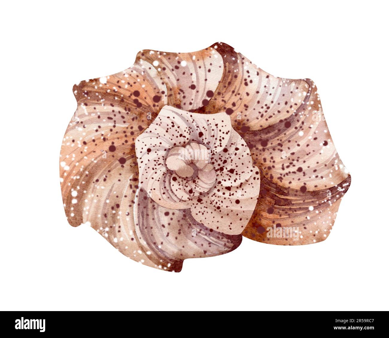 Seashells auf isoliertem weißem Hintergrund, Aquarell-Illustration, Seeclip-Kunst Stockfoto