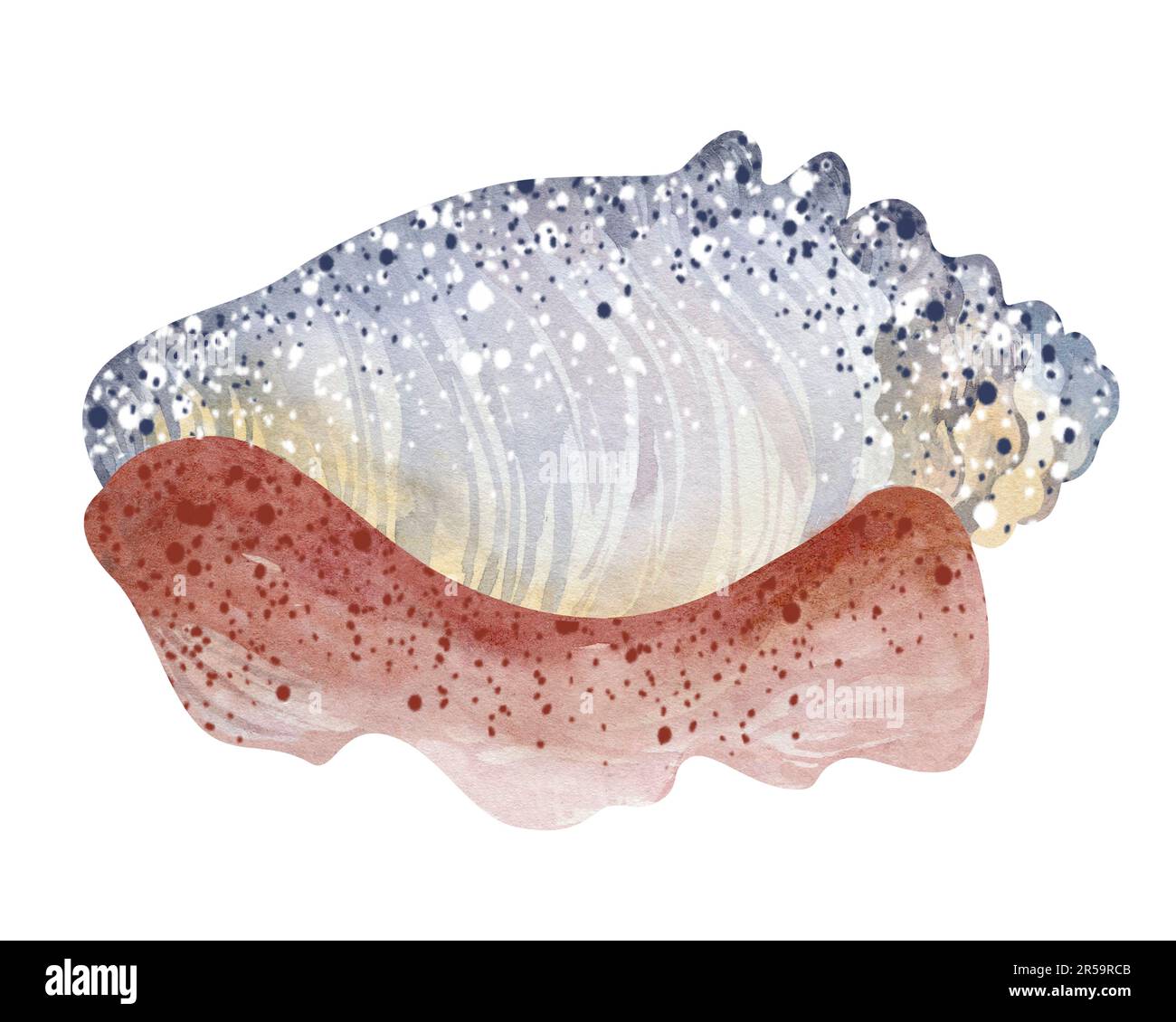 Seashells auf isoliertem weißem Hintergrund, Aquarell-Illustration, Seeclip-Kunst Stockfoto