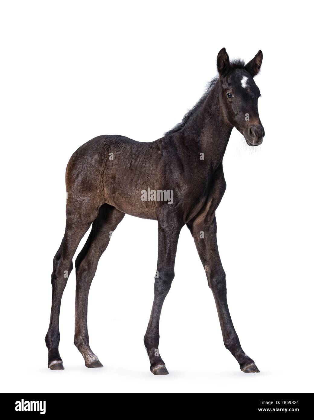 1 Monate altes dunkelbraunes andalusisches Pferd, auch bekannt als Pura raza espanola, steht seitlich. Ich schaue in die Kamera. Isoliert auf weißem Hintergrund. Stockfoto