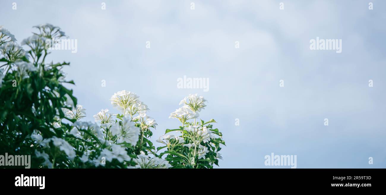 Weiße Plumeria Pudica-Blumen auf dem Baum mit blauem Himmel und hellen Wolken im Hintergrund. Stockfoto