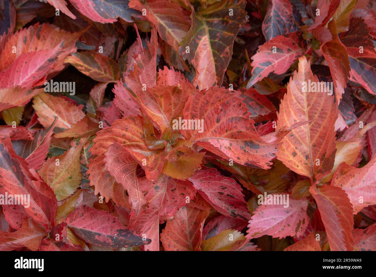 Kräftige Farbe der Blätter von Acalypha Wilkesiana, gebräuchliche Namen sind Copperleaf und Jacob’s Coat. Stockfoto