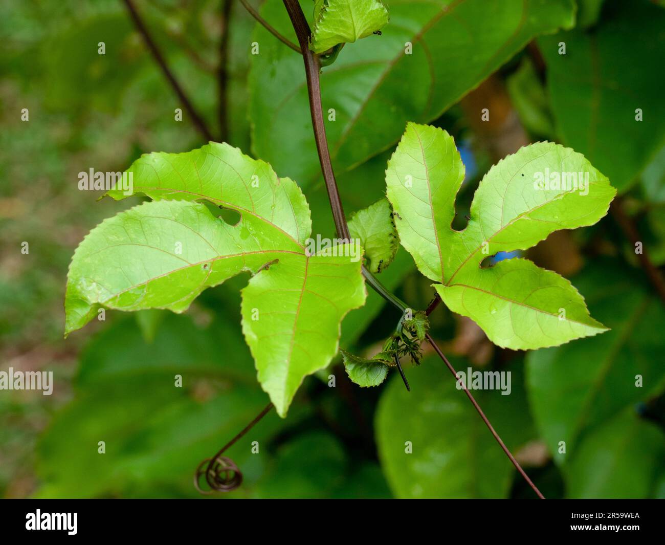 Leuchtend grüne Passionsfruchtblätter, tief gelocht und länglich. Die Blätter wachsen auf einer weitläufigen und immergrünen Weinrebe. Stockfoto