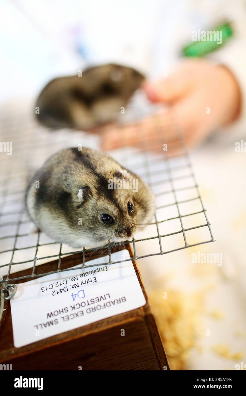 Zwei Zwerghamster (normaler weißer Winterzwerg, weiblich) laufen auf einem Raster herum, bevor sie im Januar 2 auf der Bradford Excel Small Animal Show, Harrogate, North Yorkshire, England, beurteilt wurden Stockfoto