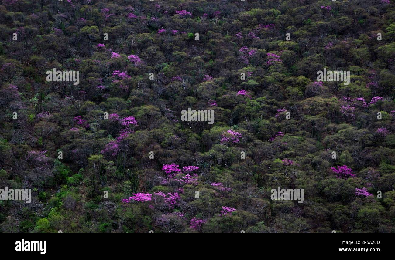 Farbenfrohe lilafarbene Büsche säumen den Hügel des Copper Canyon, Mexiko Stockfoto