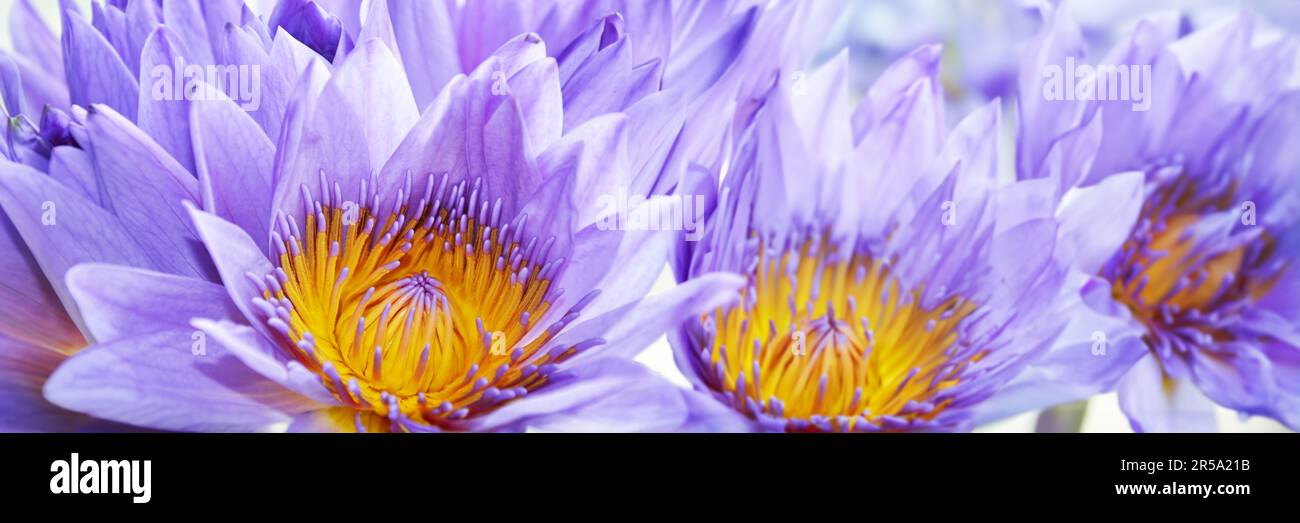 Lilafarbene Seerose mit Panoramablick auf den Hintergrund Stockfoto