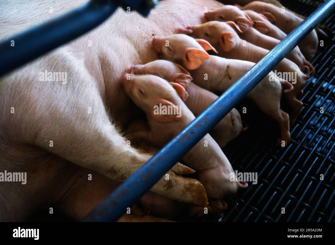 Eine Schweinemutter pflegt ihre Babys in einem kleinen Knast auf einer Schweinefarm in North Carolina, was mit großen Problemen bei der Schweinefleischproduktion zusammenhängt. Stockfoto