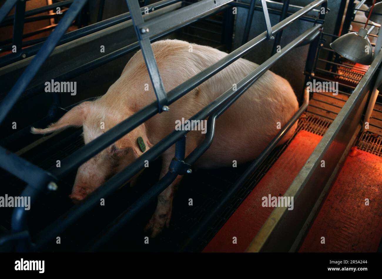 Ein großes Mutterschwein, das auf einen kleinen Metallstall auf einer Schweinefarm in North Carolina beschränkt ist, in Verbindung mit großen Schweinefleischbetrieben. Stockfoto