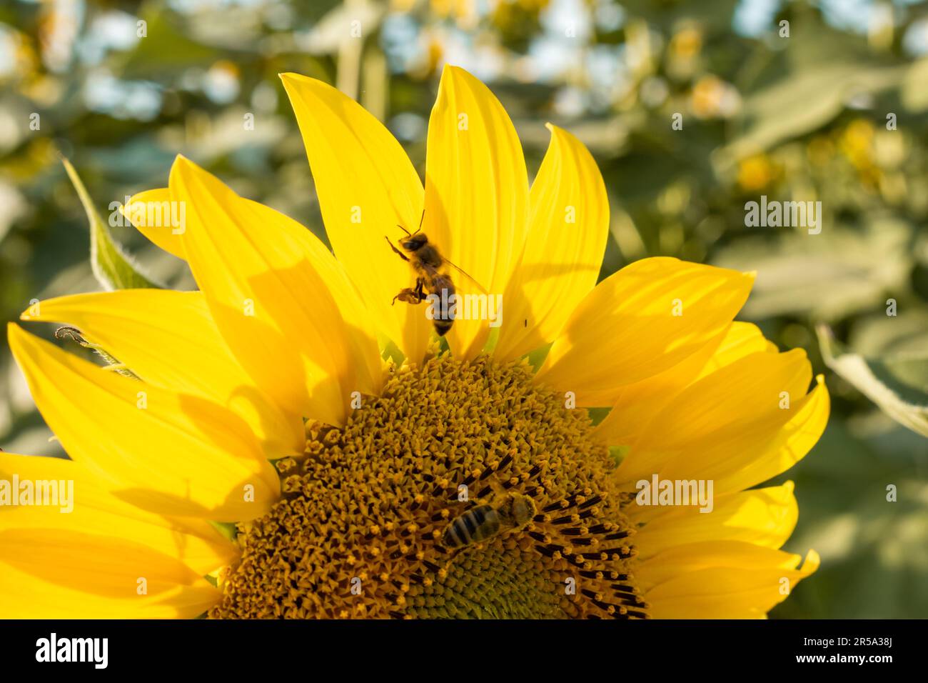 Nahaufnahme einer Sonnenblume bei Sonnenuntergang während der Blütezeit. Stockfoto