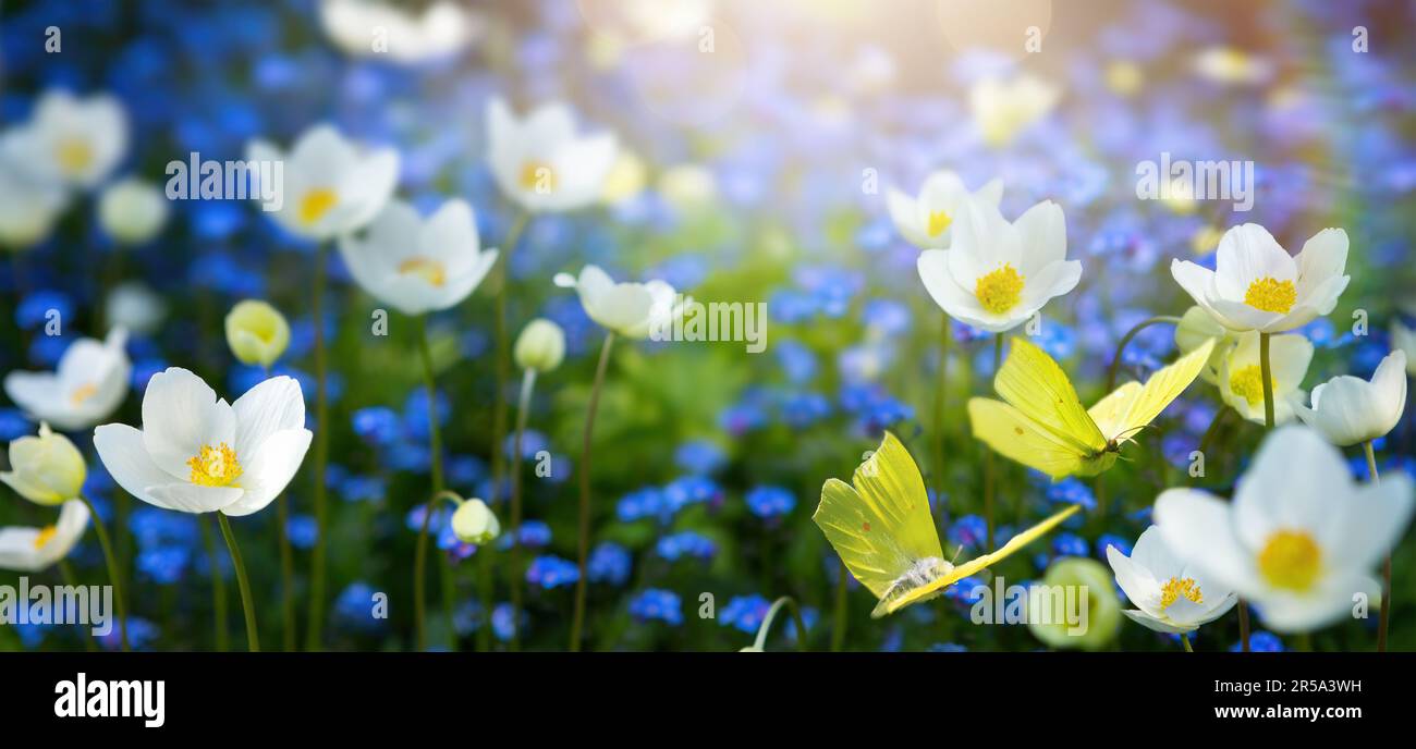 Waldlichter mit vielen weißen und blauen Frühlingsblumen und Schmetterlingen an einem sonnigen Tag Stockfoto
