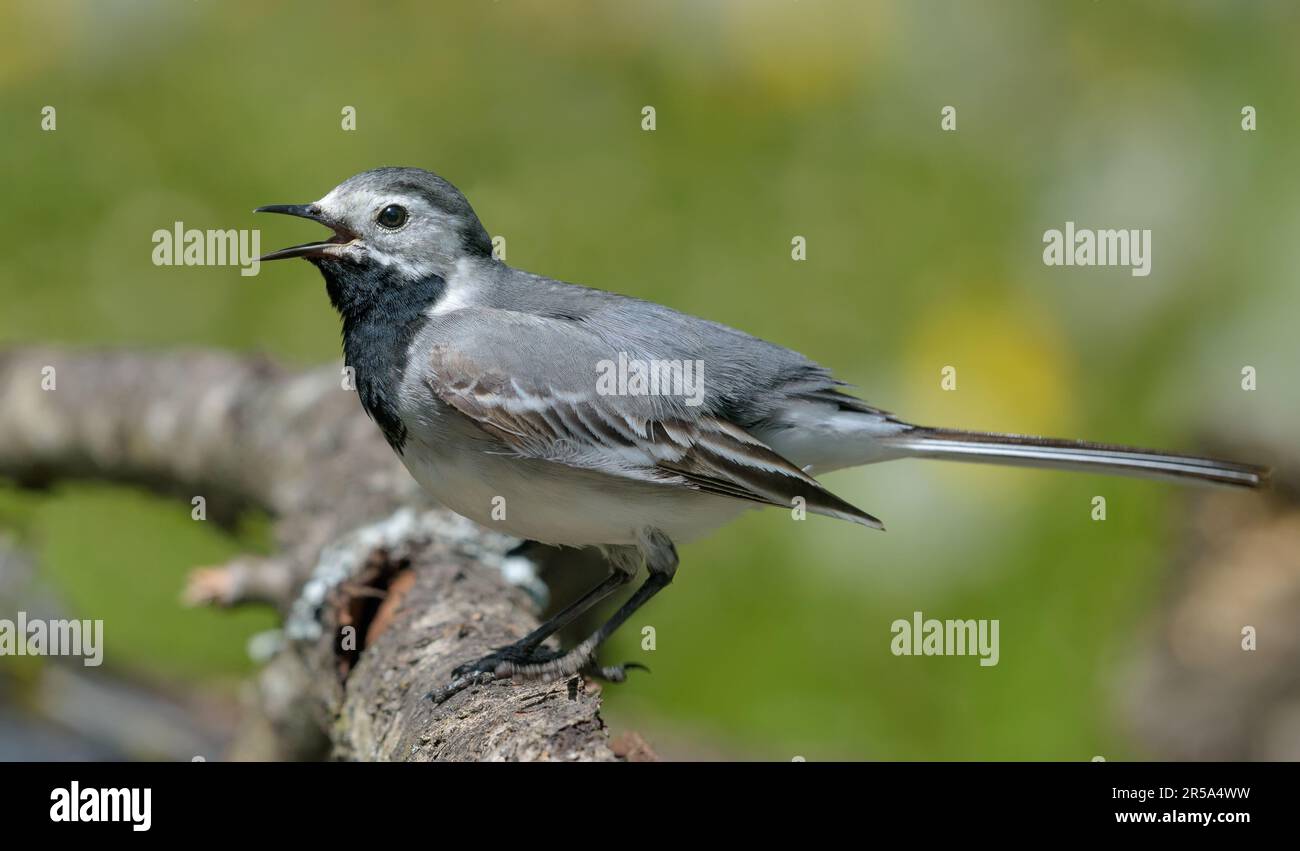 Erwachsene Weiße Schwanzflosse (motacilla alba) macht laute Anrufe mit weit offenem Schnabel auf Flechten-Barsch Stockfoto