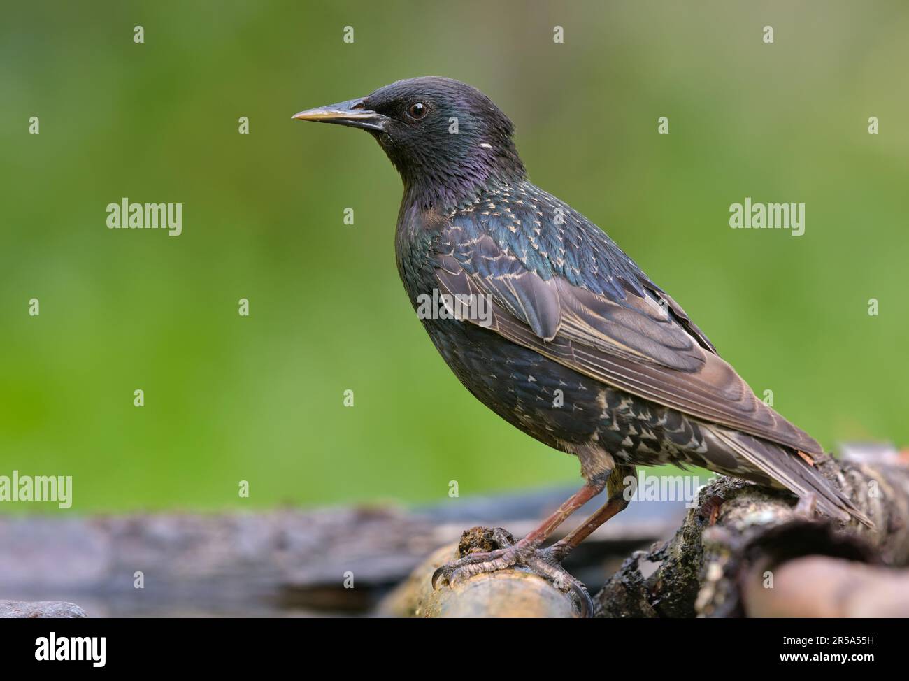 Der knackende männliche gewöhnliche Starling (Sturnus vulgaris) sieht merkwürdig aus und posiert auf einem nassen Stumpf Stockfoto