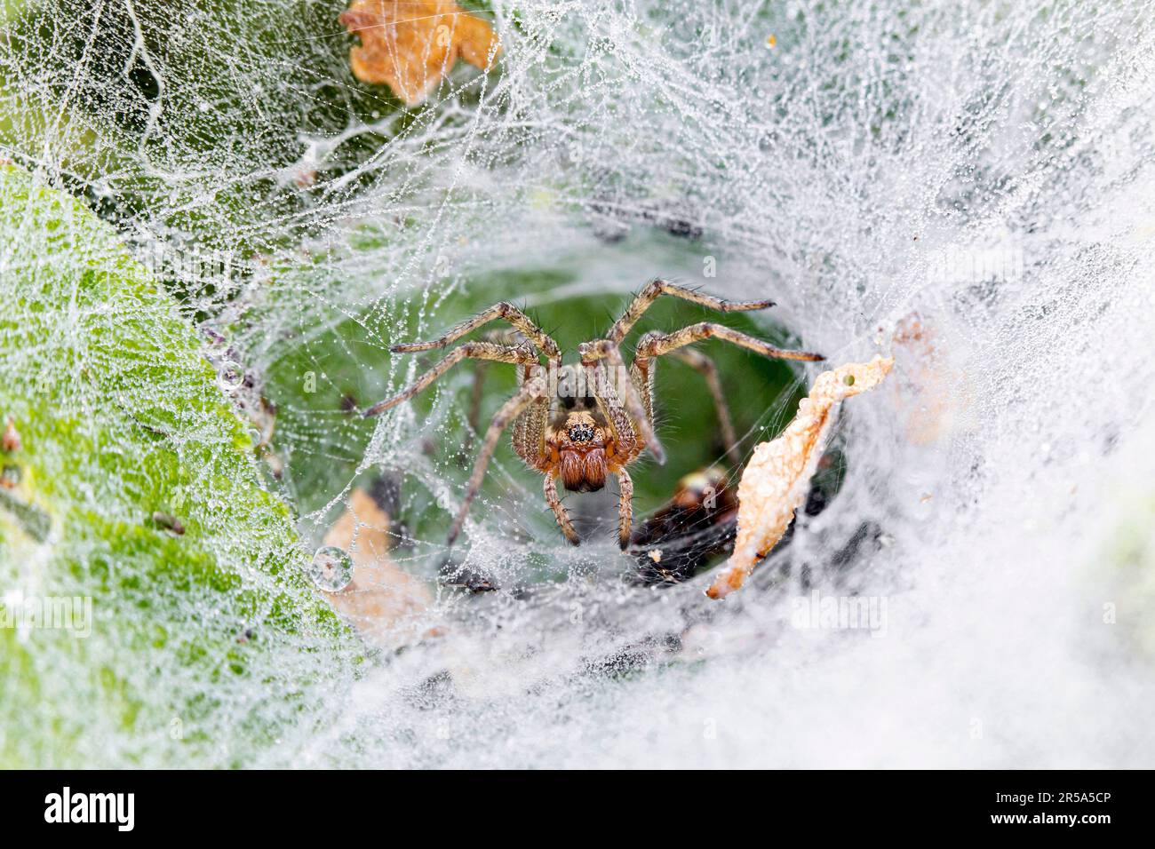 Grastrichterweber, Labyrinthspinne (Agelena labyrinthica), im Spinnennetz, Vorderansicht, Deutschland, Bayern Stockfoto