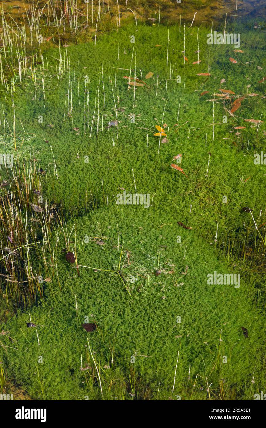 Steinkraut (Characeae), Steinkraut-Population in einem Teich, Deutschland Stockfoto