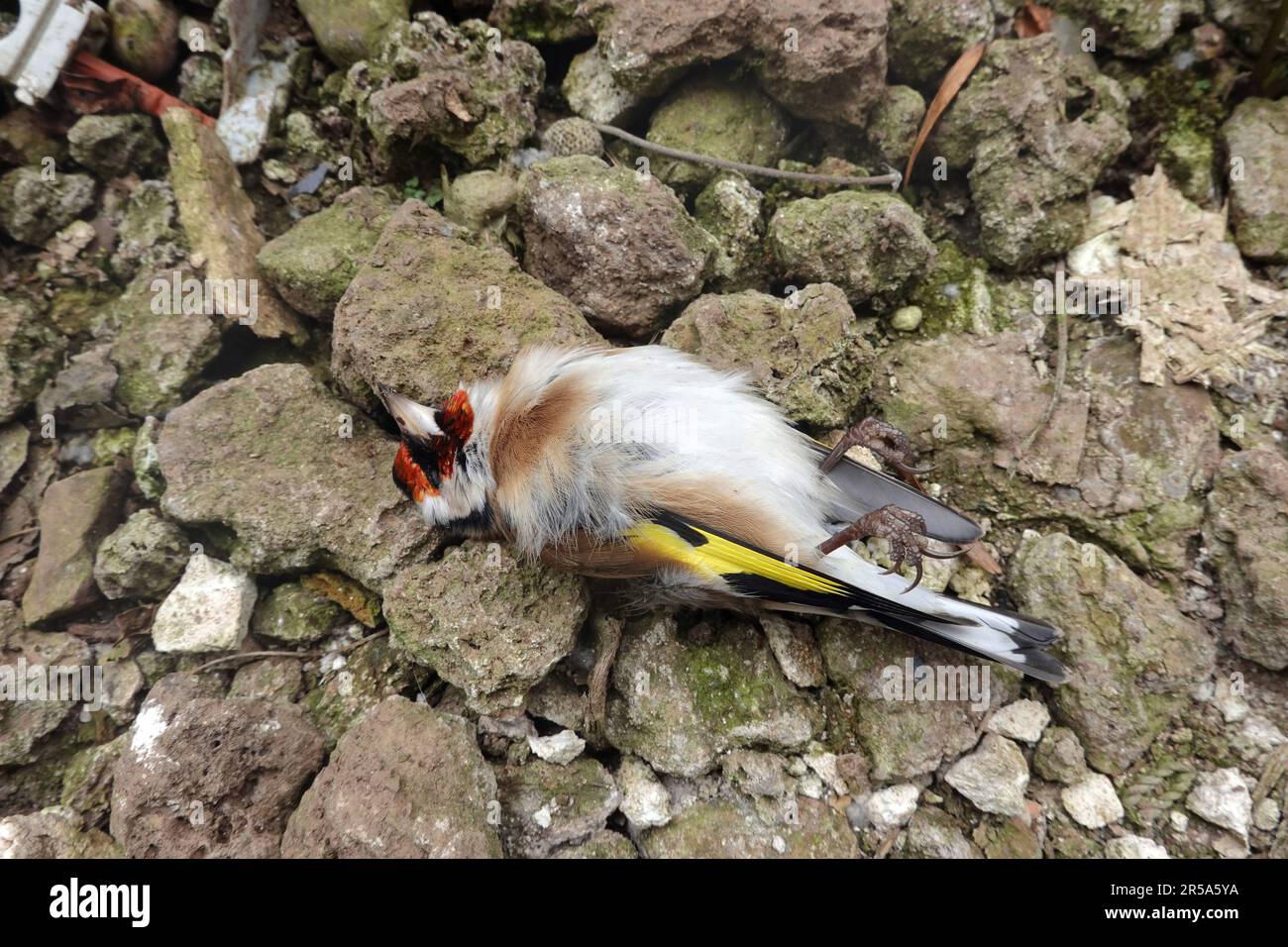 Eurasischer Goldfink (Carduelis carduelis), toter Vogel am Boden, Vogelschlag, Deutschland, Nordrhein-Westfalen Stockfoto
