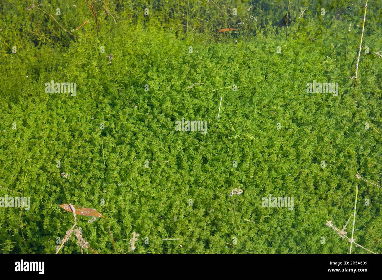 Steinkraut (Characeae), Steinkraut-Population in einem Teich, Deutschland Stockfoto