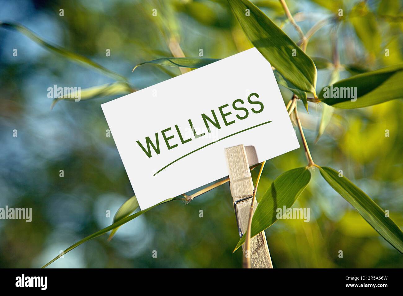 Bambus-Schriftzug Wellness Stockfoto