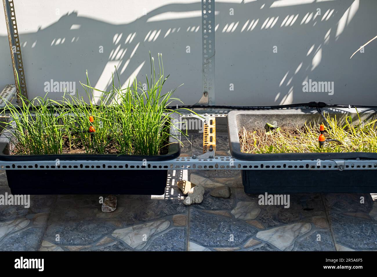 In einem kleinen Garten auf dem Balkon wachsen eigene Kräuter und Gemüse. Privates botanisches Gewächshaus im Stadthaus. Stockfoto
