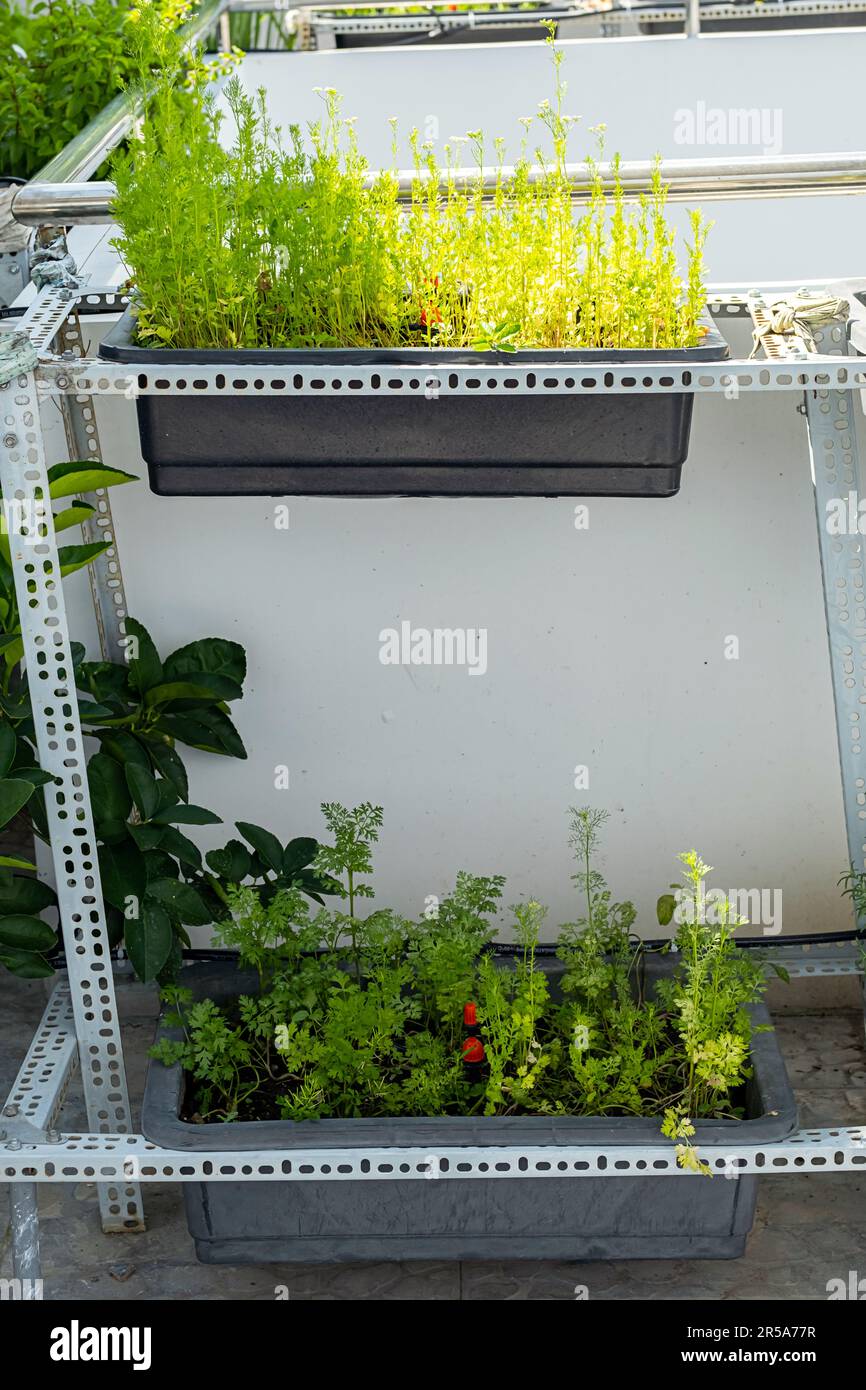 In einem kleinen Garten auf dem Balkon wachsen eigene Kräuter und Gemüse. Privates botanisches Gewächshaus im Stadthaus. Stockfoto
