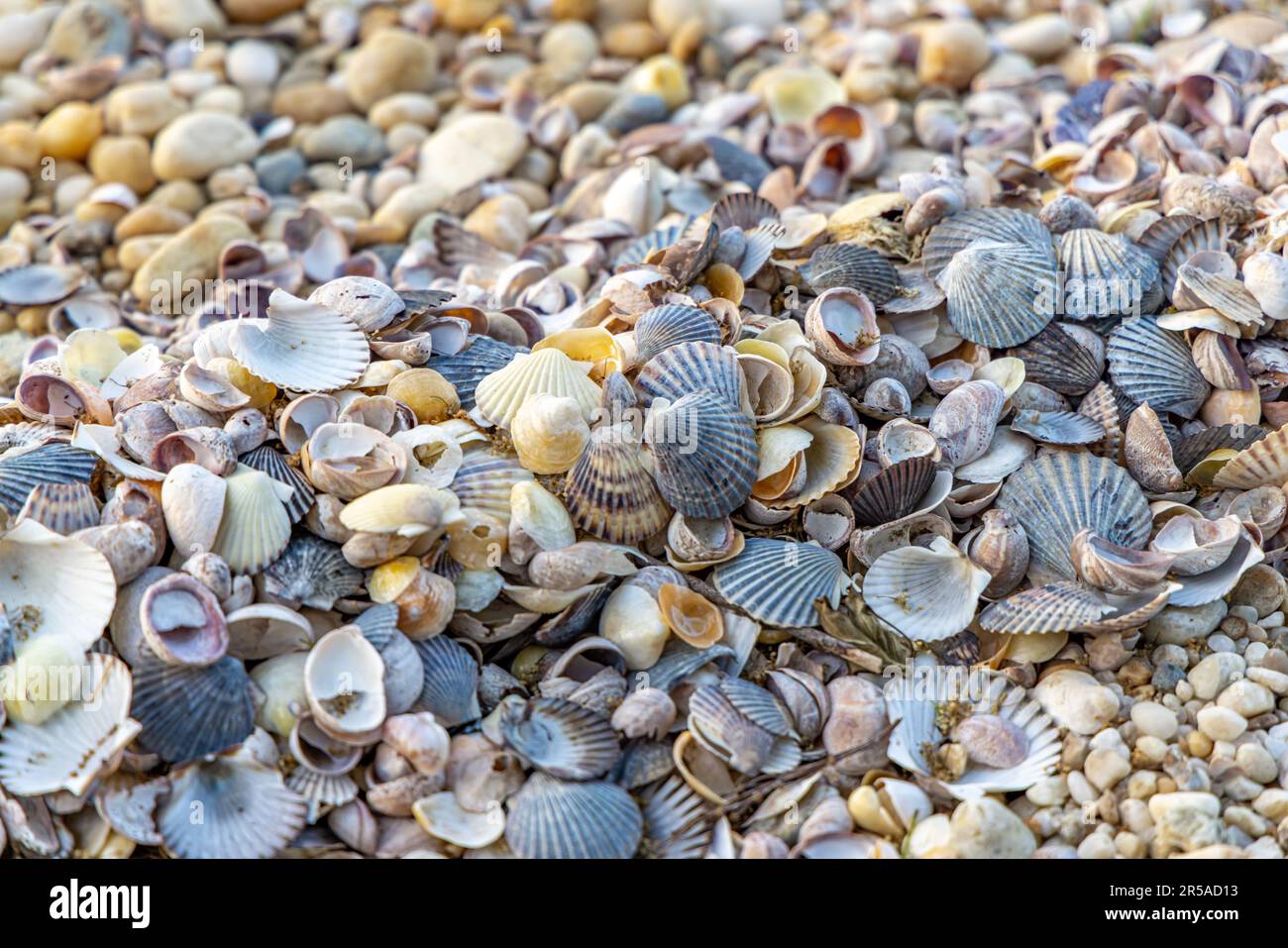 Nahaufnahme von Hunderten von Muscheln, die an einem Strand am Hafen von sag angespült wurden Stockfoto