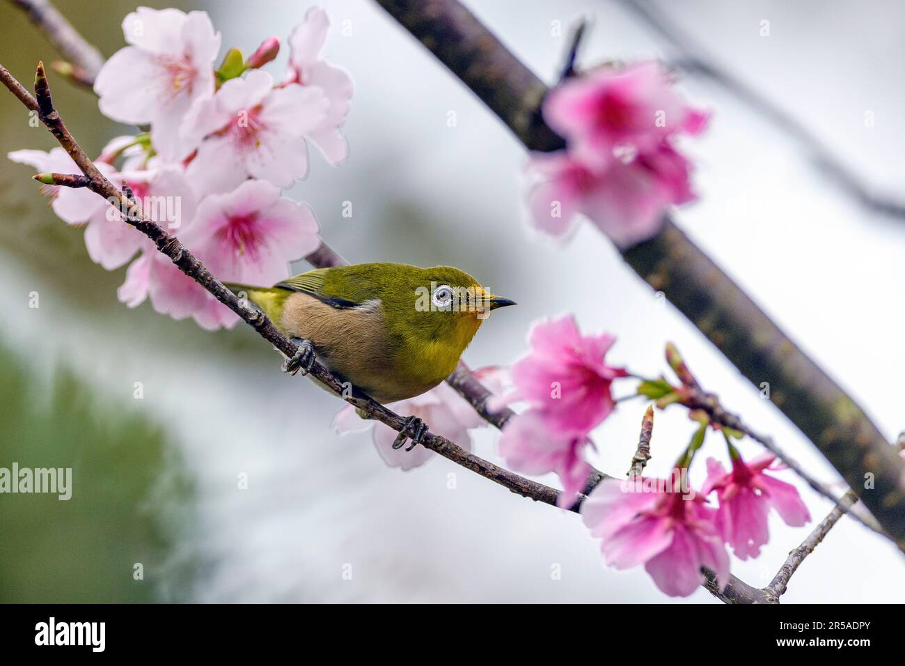 Warbeling White Eye (Zosterops japonicus) aus Amami Oshima, Ryukyu-Inseln, Südjapan. Stockfoto