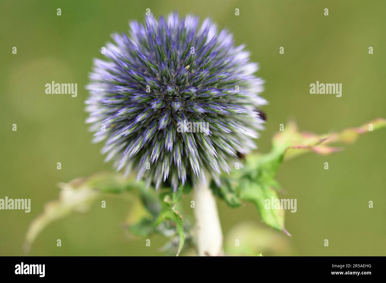 Südliche Globethistle, eine Art von Globethisteln, mit dem botanischen Namen Echinops ritro Stockfoto