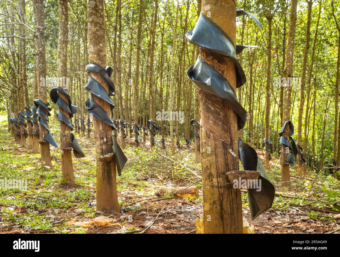Eine Gummiplantage mit geschnittenen Rillen und Schüsseln zum Sammeln von  Latex auf einem Hügel im Bezirk Sa Thay, Provinz Kontum, Vietnam. Gummi war  introdu Stockfotografie - Alamy