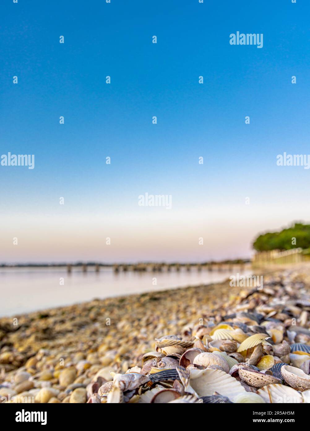 Aufnahme aus einem niedrigen Winkel einer Ansammlung von angespülten Muscheln mit Fernwasser und Dock Stockfoto