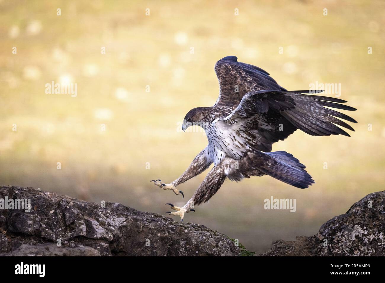 Bonelli-Adler (Aquila fasciata), Andalusien, Spanien, Europa Stockfoto