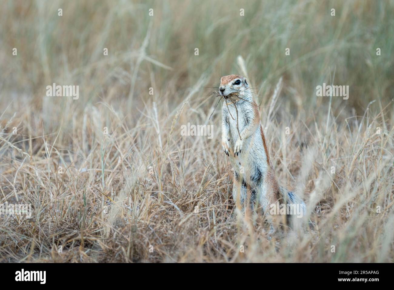 Kaphornhörnchen (Xerus inauris), aufrecht stehend. Wilde Tiere haben Gras im Mund für ihr Nest. Kgalagadi Transfrontier Park, Südafrika Stockfoto