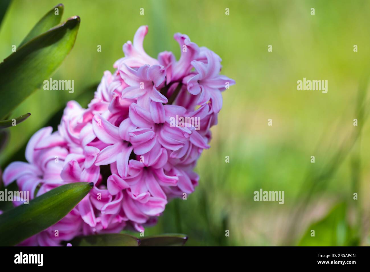 Rosafarbene Hyazinthen wachsen an einem sonnigen Tag im Garten, Makrofoto mit selektivem Weichzeichner Stockfoto