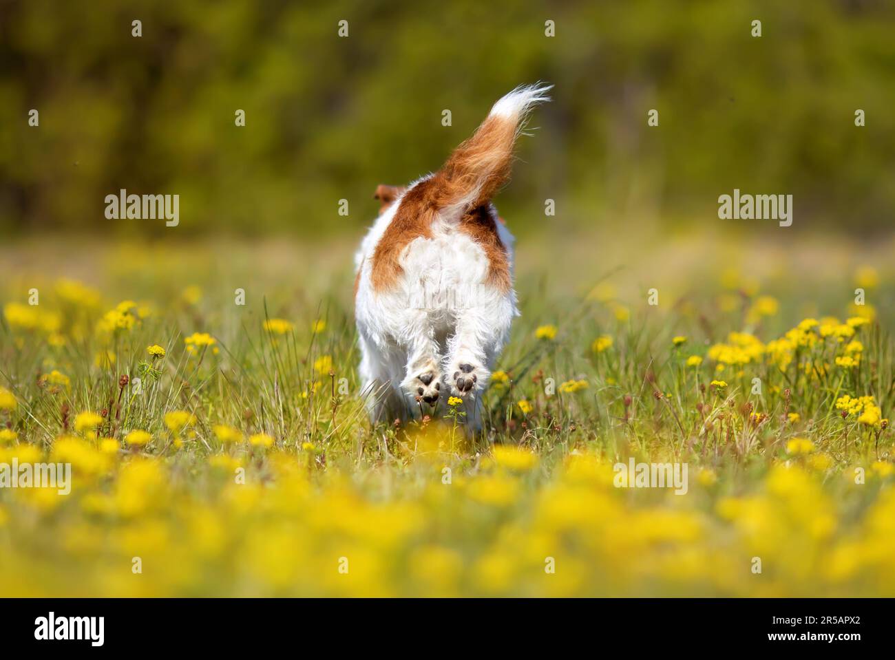 Verspielter glücklicher Hund, der auf der Wiese in gelben Blumen rennt. Frühling, Sommerspaziergang. Hundeschwanz. Stockfoto