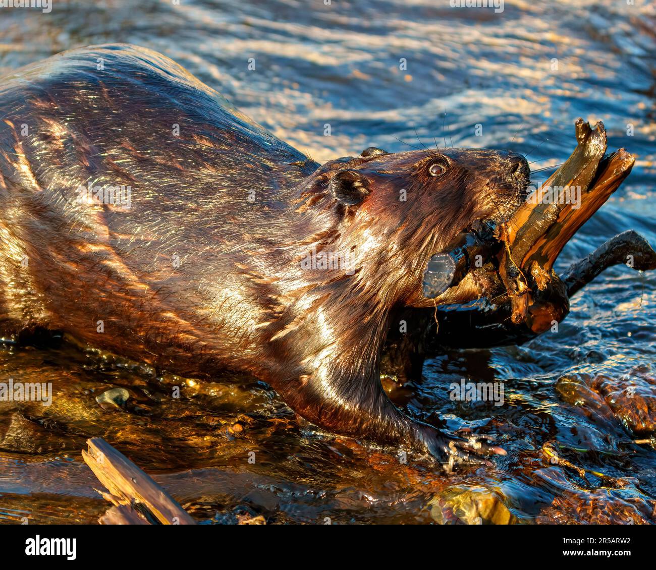 Nahaufnahme von der Seite, Bau eines Biberdamms zum Schutz, Tragen von Holzschutt mit Mund und Vorderpfoten in seinem Lebensraum und seiner Umgebung. Stockfoto