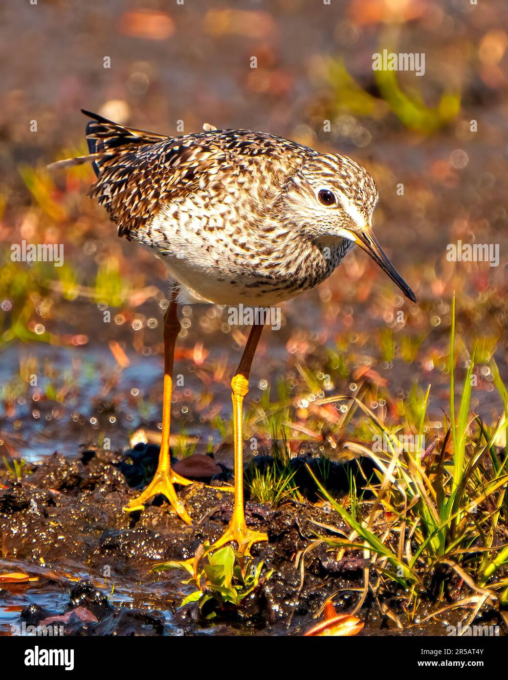 Nahaufnahme von Common Sandpiper, Vorderansicht, Futtersuche in einem Sumpfgebiet und Lebensraum mit verschwommenem Hintergrund. Sandpiper-Bild. Stockfoto