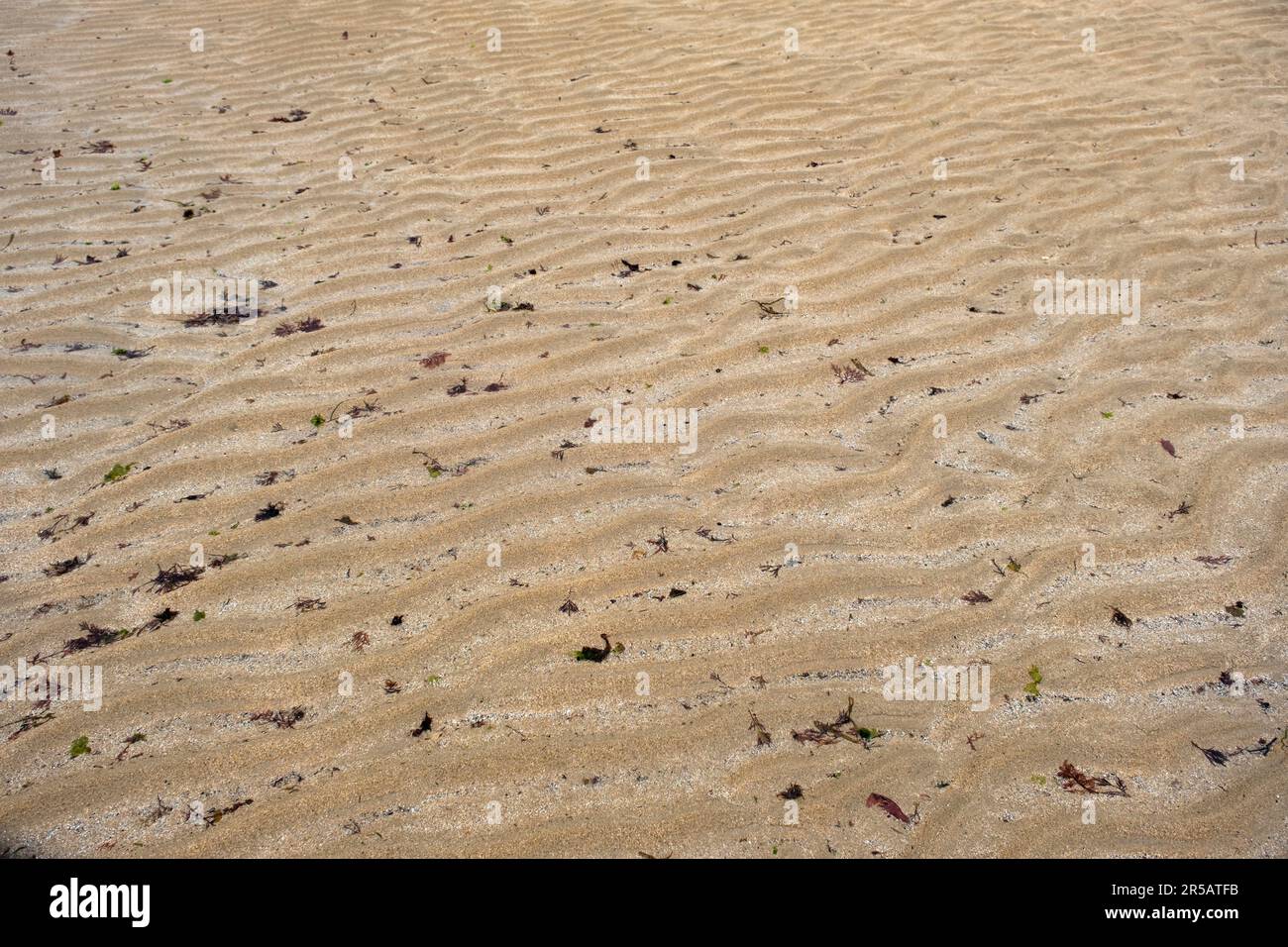 Wellenmuster von Sandwellen und kleinen Algen, die am Strand angespült wurden Stockfoto