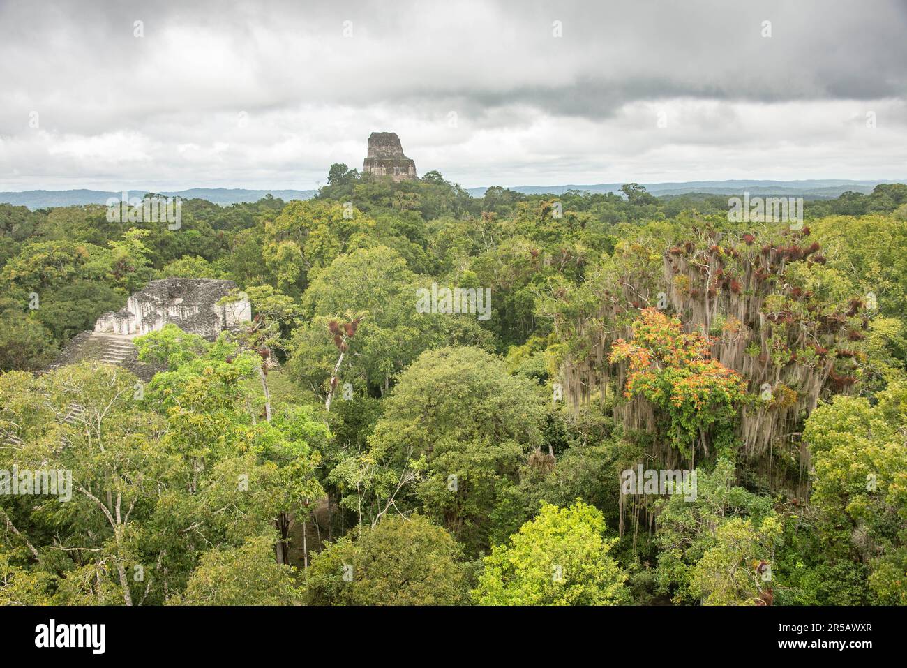 Tempel IV erhebt sich über dem Dschungel im Tikal Nationalpark, Petén, Guatemala Stockfoto