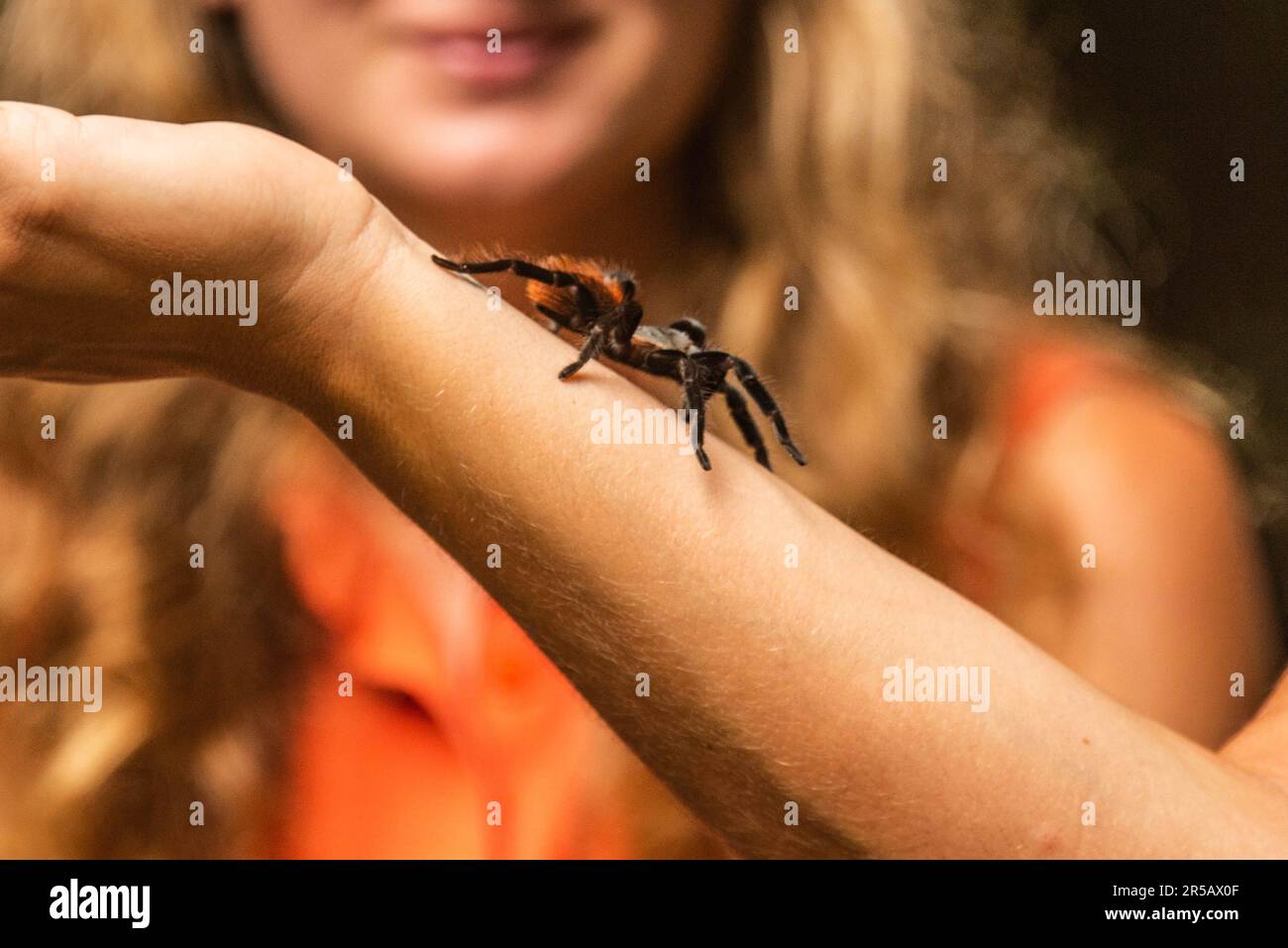 Tarantula, Tikal-Nationalpark, Petén, Guatemala Stockfoto