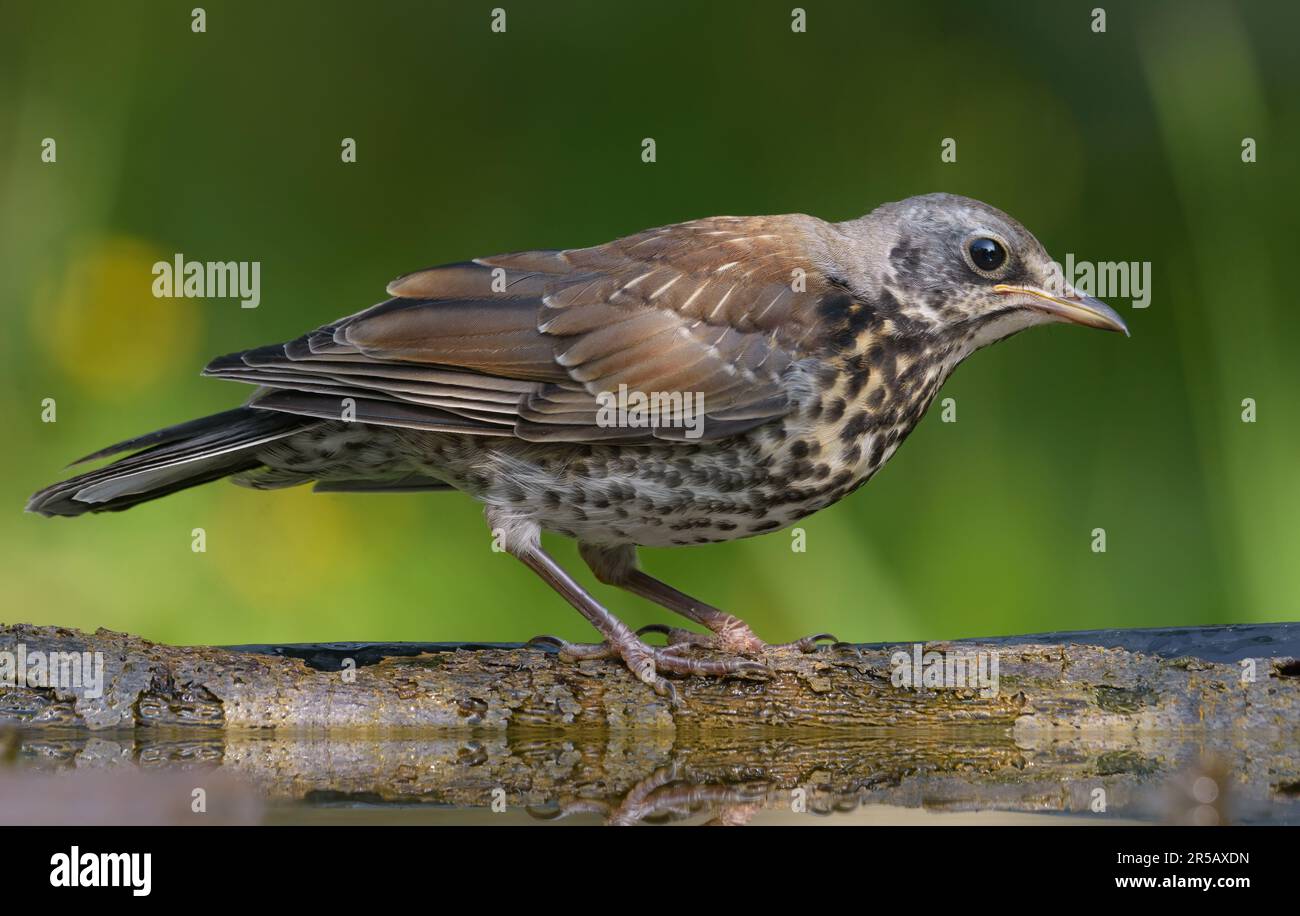 Junger Fieldfare-Soor (turdus pilaris), der sich auf einem Ast nahe dem Wasser aufstellt Stockfoto
