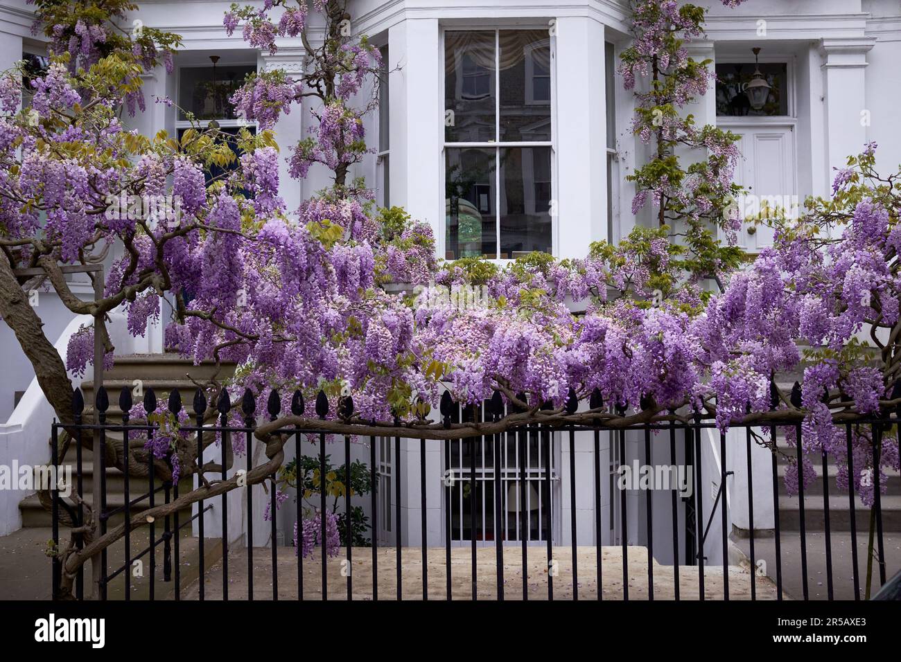 London, Großbritannien. 27. April 2022 An einem hellen Frühlingstag blühende Wisteria an den Geländern und an der Fassade eines Terrassenhauses in Kensington Stockfoto